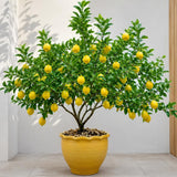 Meyer Lemon Tree Live Plant, 1 Gallon Pot