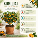 Meiwa Kumquat Tree, Kumquat Fruit Tree, 1-2 Ft Tall, 1 Gallon Pot