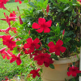 2 Deep Red Mandevilla Live Plants, Ready to Grow Plant, 4-6 Inch Tall