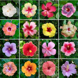 4 Mixed Hibiscus Live Plants, Hibiscus Flower, Patio Container Plant, 4-8 Inch Tall