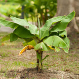 Dwarf Cavendish Live Banana Plant, Ready to Grow Plant, 6-8 Inch Tall, 4 Inch Pot