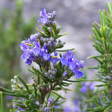 Blue Rosemary Live Plant, Rosemary Herb, 3-5 Inch Tall