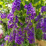 2 Duranta Blue Live Plants 4-7Inches Tall