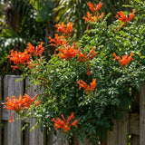Live Orange Honeysuckle Plant, 6-10 InchTall