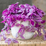 2 Variegated Wandering Jew Plants Live, Potted Houseplant, 4-8 Inch Tall