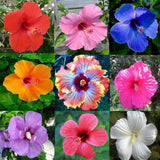 Orange Hibiscus Live Plant, Home Garden Plant, 4-6 Inch Tall