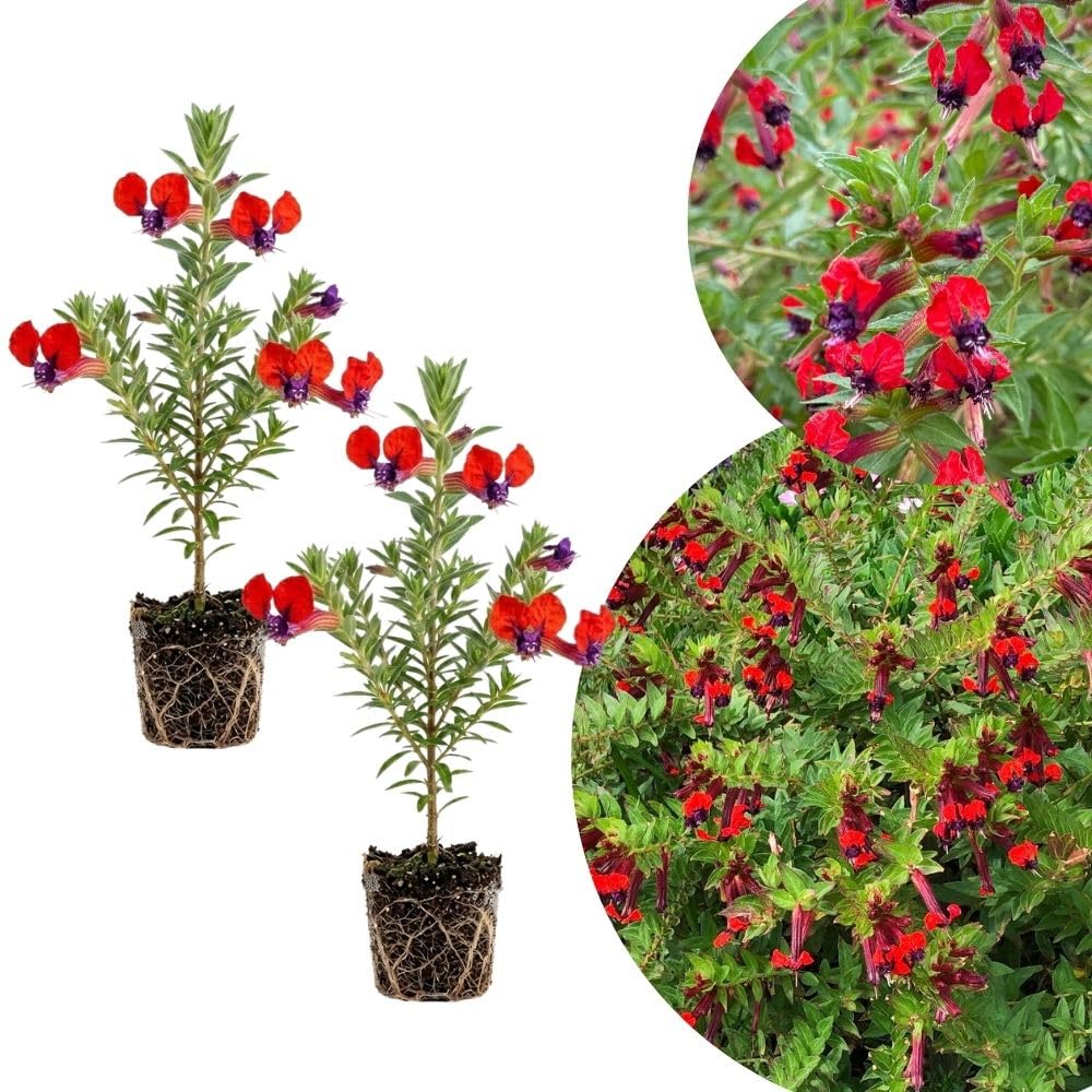 2 Red Purple Cuphea Plant 5-7 Inch Tall