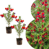2 Red Purple Cuphea Plant 5-7 Inch Tall