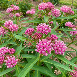 2 Pink Milkweed Live Plants, Asclepias Tuberosa Plant 4–6" Tall
