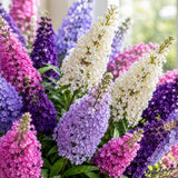 Random Butterfly Bush Plant Live, Fragrant Buddleia for Planting, 5-9" Tall