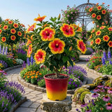 Yellow Hibiscus Live Plant, Indoor Outdoor Plant, 5-7 Inch Tall