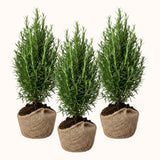 3 Rosemary Plants, Fragrant Herbs, Live Starter Plant, 4-6 Inch Tall