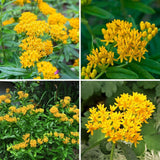 2 Yellow Milkweed Live Plants, Well-Rooted Starter Plant, 4-6 Inch Tall