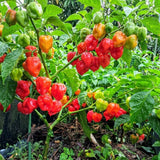 Super Hot Habanero Pepper Chili Live Plant, Pepper Plant, 4-7 Inch Tall