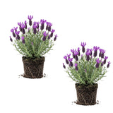 2 Spanish Lavender Live Plants, Garden Plant, 4-7 Inch Tall