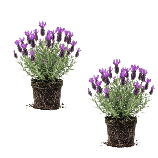 2 Spanish Lavender Live Plants, Garden Plant, 4-7 Inch Tall