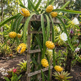 3 Yellow Dragon Live Plants, Yellow Fruits Tree, 3-7 Inch Tall