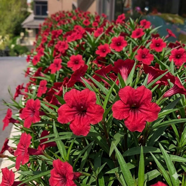 6 Red Mexican Petunia Live Plants, Perennial Plant, 4-6 Inch Tall