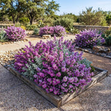 4 Salvia Sage Live Plants, Hardy Flower Plant, 4-6 Inch Tall