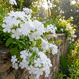 2 White Plumbago Live Plants, Well-Rooted Starter Plant, 4-6 Inch Tall
