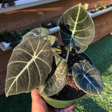 2 Black Alocasia Live Plants, Indoor Outdoor Plant, 4-6 Inch Tall