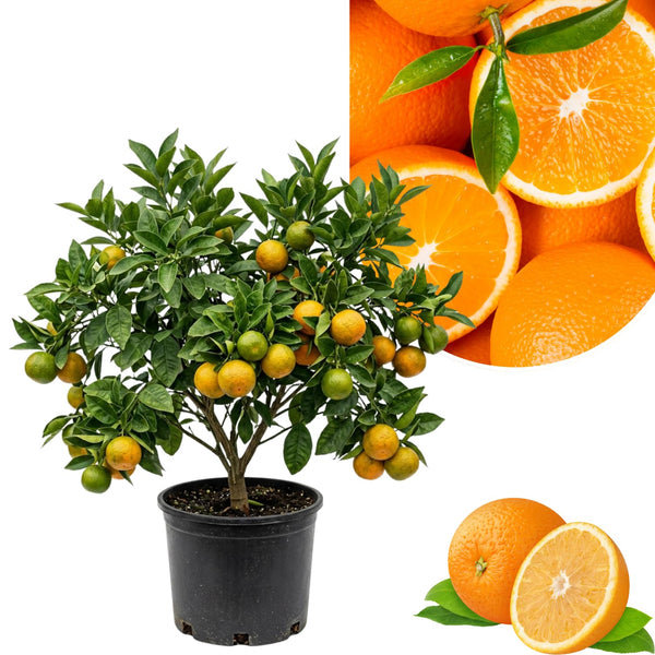 Orange Fruit Tree Plant, Sweet Citrus Plant, 1-2 Ft in Gallon Pot