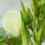 2 Green Okra Live Plants, Backyard Garden Seedling, 5 Inch Tall