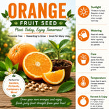 Sweet Orange Live Plant, Citrus Fruit Tree, 1-2 Feet Tall in Gallon Pot