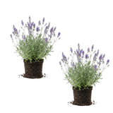 2 Purple Lavender Live Plants, Starter Plant, 4-7 Inch Tall