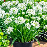 Set 3 Chives Roots for Planting, Garlic Chives Starter Plant