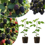 2 Navaho Black Berry Live Plants, Well-Rooted Starter Plant, 4-6 Inch Tall