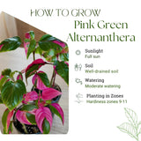 2 Pink Green Alternanthera Plants Live, Starter Plant, 4-6 Inch Tall