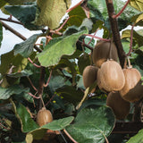 2 Hardy Kiwi Plants Live, Trellis Fruit Vine Plant, 4-6 Inch Tall