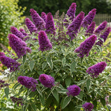 2 Variegated Buddleia Live Plants, 5-9" Butterfly Bush for Outdoor Gardens