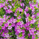 2 Deep Purple Cuphea Plants Live, Garden Plant, 4-6 Inch Tall