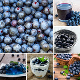 2 Biloxi Blueberry Plant Live, Blueberry Bushes Plant, 4-7 Inch Tall