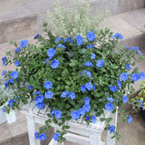 3 Evolvulus Blue Daze Plants Live, Flower Plant, 4-6 Inch Tall
