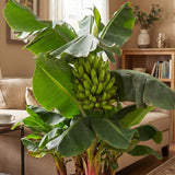 Truly Tiny Banana Live Plant, 4-6" Tall Dwarf Banana Plant