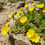 2 Yellow Portulaca Live Plants, Hardy Garden Plant, 4-7 Inch Tall