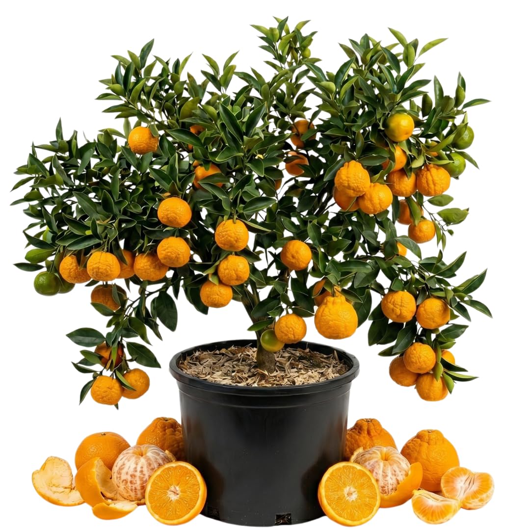 Sweet Golden Mandarin Tree Live, Patio Container Plant, 1-2 Ft Tall, 1 Gallon Pot