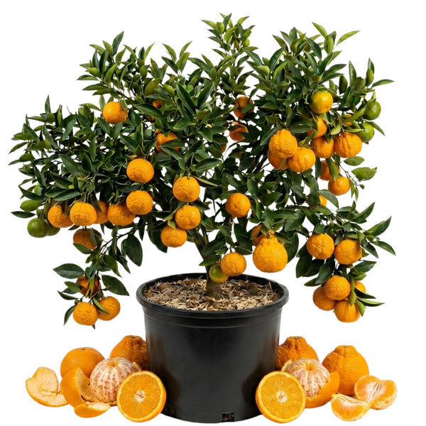 Sweet Golden Mandarin Tree Live, Patio Container Plant, 1-2 Ft Tall, 1 Gallon Pot