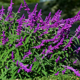 4 Salvia Sage Plants Live, Hardy Flower Plant, 4-6 Inch Tall