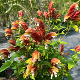 2 Red Shrimp Live Plants, Indoor Outdoor Plant, 4-7 Inch Tall