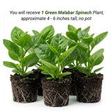 Green Spinach Live Plant, Live Starter Plant, 4-6 Inch Tall