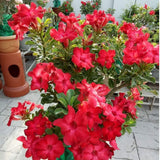 Red Desert Rose Live Plant 4-7 Inches Tall