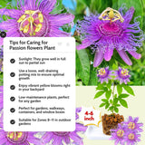 Light Purple Passiflora Passion Flower Live Plant, 4-6 Inch Tall