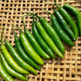 Green Serrano Pepper Live Plant, Chili Plant, 4-7 Inch Tall, 4 Inch Pot