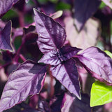 2 Purple Basil Live Plants, Rooted Herb Seedling, 3-6 Inch Tall