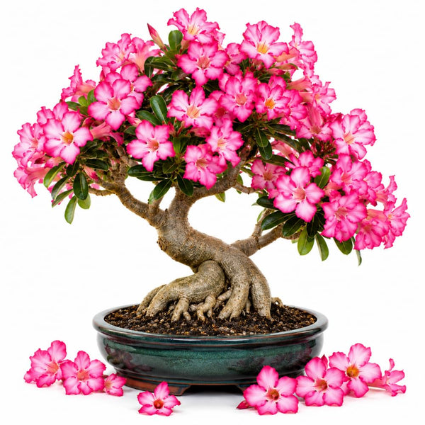 Pink Desert Rose Plant Live, Succulent Houseplant, 4-7 Inch Tall