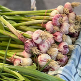 Set 3 Chive Roots for Planting, Perennial Culinary Onion Herb